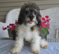 Mikey , a male Poodle - Toy  for sale in Nappanee, IN – 1 of 9