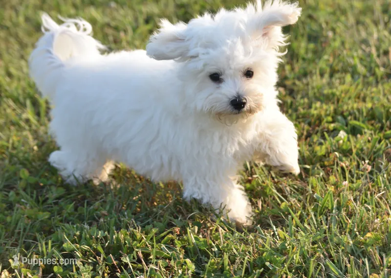 Thumper – Maltipoo puppy for sale in Nappanee, IN
