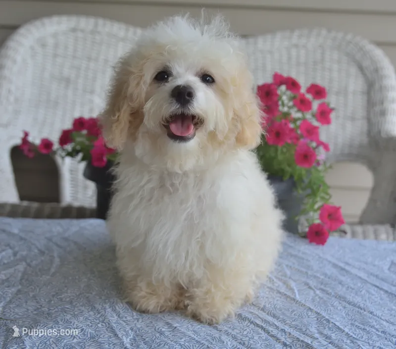 Arlo  – Maltipoo puppy for sale in Nappanee, IN