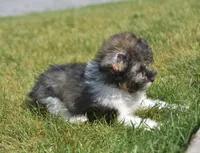 Mikey , a male Poodle - Toy  for sale in Nappanee, IN – 6 of 7