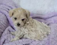 Ash , a male Maltipoo for sale in Nappanee, IN – 5 of 5