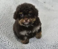 Jingle, a male Maltipoo for sale in Nappanee, IN – Photo 3 of 8