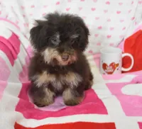 Jingle, a male Maltipoo for sale in Nappanee, IN – Photo 1 of 8