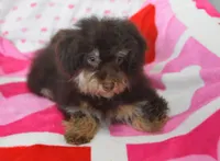 Jingle, a male Maltipoo for sale in Nappanee, IN – Photo 8 of 8