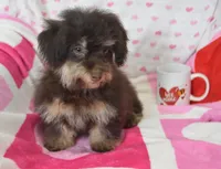 Jingle, a male Maltipoo for sale in Nappanee, IN – Photo 6 of 8