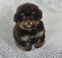 Jingle, a male Maltipoo for sale in Nappanee, IN – Photo 2 of 8