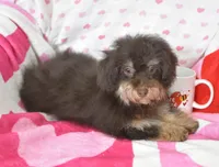 Jingle, a male Maltipoo for sale in Nappanee, IN – Photo 7 of 8