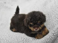 Jingle, a male Maltipoo for sale in Nappanee, IN – Photo 4 of 8