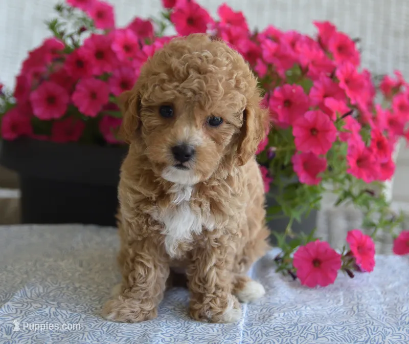 Bonnie  – Maltipoo puppy for sale in Nappanee, IN