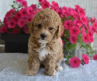 Bonnie , a female Maltipoo for sale in Nappanee, IN – 1 of 5