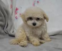 Jasper T-cup , a male Maltipoo for sale in Nappanee, IN – 7 of 10