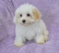 Abby , a female Maltipoo for sale in Nappanee, IN – 10 of 10