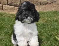 Alexis , a female Maltipoo for sale in Nappanee, IN – 10 of 10