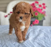Annie , a female Maltipoo for sale in Nappanee, IN – 3 of 3