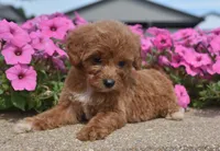 Lily , a female Irish Doodle for sale in Nappanee, IN – 5 of 6