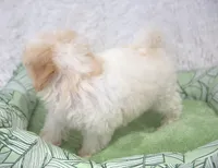 Paisley, a female Maltipoo for sale in Nappanee, IN – Photo 4 of 4