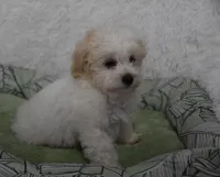 Paisley, a female Maltipoo for sale in Nappanee, IN – Photo 2 of 4