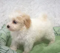 Paisley, a female Maltipoo for sale in Nappanee, IN – Photo 3 of 4