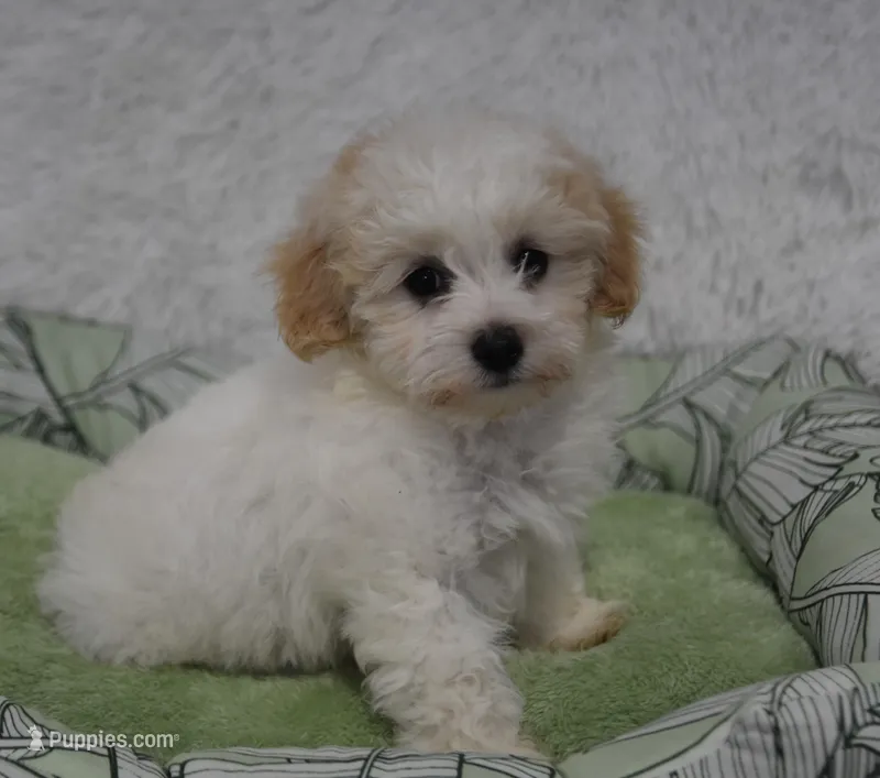 Paisley – Maltipoo puppy for sale in Nappanee, IN