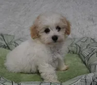 Paisley, a female Maltipoo for sale in Nappanee, IN – Photo 1 of 4