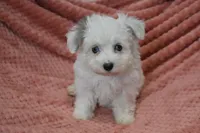 Marrissa, a female Poodle - Toy  for sale in Nappanee, IN – Photo 6 of 8