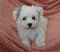 Marrissa, a female Poodle - Toy  for sale in Nappanee, IN – Photo 4 of 8