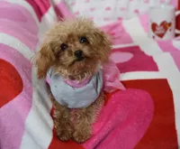 Gemma Tiny, a female Poodle - Toy  for sale in Nappanee, IN – Photo 7 of 7