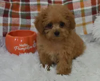 Gemma Tiny, a female Poodle - Toy  for sale in Nappanee, IN – Photo 4 of 7