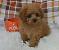 Gemma Tiny, a female Poodle - Toy  for sale in Nappanee, IN – Photo 5 of 7