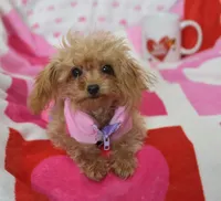 Gemma Tiny, a female Poodle - Toy  for sale in Nappanee, IN – Photo 2 of 7