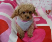 Gemma Tiny, a female Poodle - Toy  for sale in Nappanee, IN – Photo 3 of 7