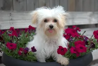 Tinker T-cup, a female Maltipoo for sale in Nappanee, IN – Photo 8 of 10