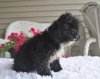 Molly , a female Poodle - Toy  for sale in Nappanee, IN – 8 of 9