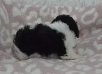 Alexis , a female Maltipoo for sale in Nappanee, IN – 3 of 5