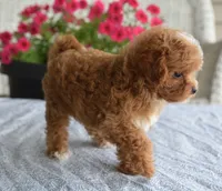 Paisley, a female Maltipoo for sale in Nappanee, IN – 3 of 10