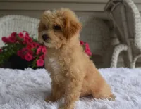 Preston , a male Maltipoo for sale in Nappanee, IN – 9 of 10