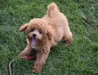 Betsy , a female Maltipoo for sale in Nappanee, IN – 8 of 10