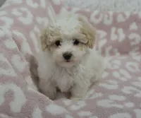 Arlo , a male Maltipoo for sale in Nappanee, IN – 2 of 5
