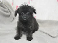 Jet T-cup, a male Maltipoo for sale in Nappanee, IN – 6 of 10