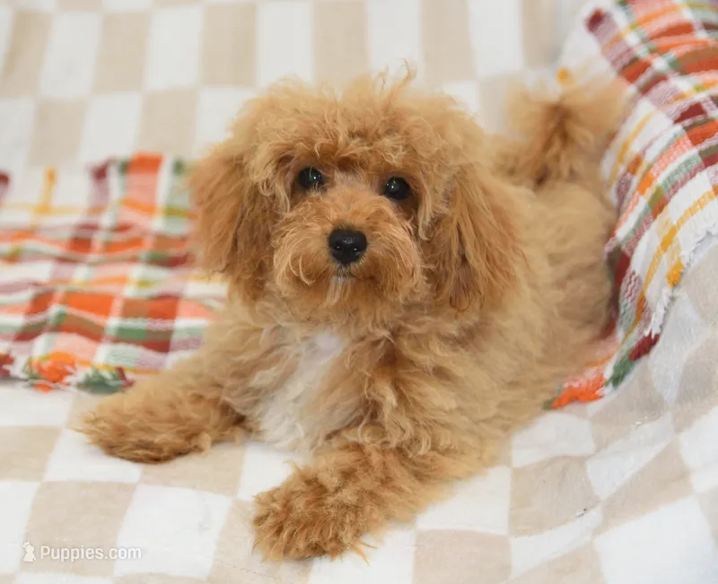 Dakota – Maltipoo puppy for sale in Nappanee, IN