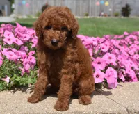 Lainey , a female Irish Doodle for sale in Nappanee, IN – 7 of 8
