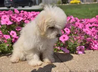 Jakey , a male Maltipoo for sale in Nappanee, IN – 3 of 4