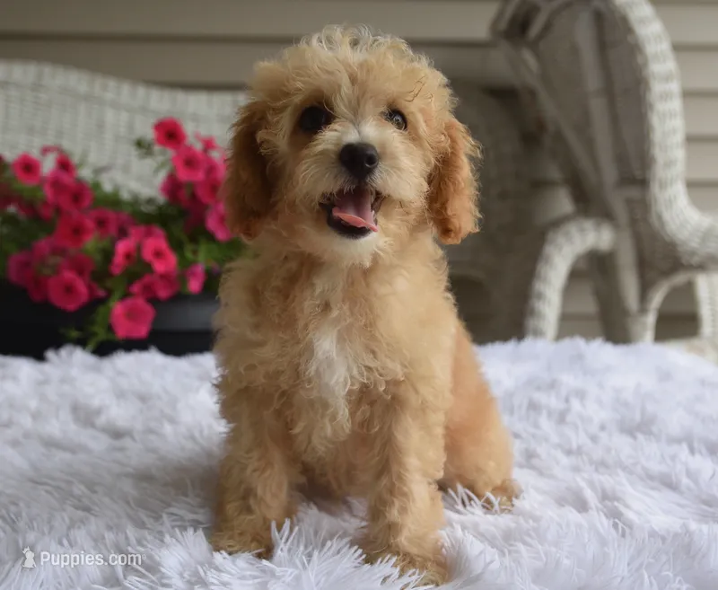 Preston  – Maltipoo puppy for sale in Nappanee, IN