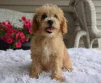 Preston , a male Maltipoo for sale in Nappanee, IN – 3 of 10