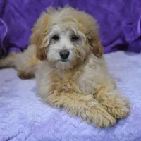Peony, a female Maltipoo for sale in Nappanee, IN – Photo 4 of 5
