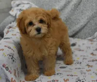 processed/bf3c5f28-f69a-4cb3-827c-6429339fd218/listing/aadac742-d65a-49d4-a789-9a233d7c9379/c9138710-2e3b-4ca9-ba28-d45bdf35109c