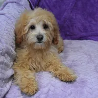 Peony, a female Maltipoo for sale in Nappanee, IN – Photo 2 of 5