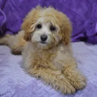 Peony, a female Maltipoo for sale in Nappanee, IN – Photo 3 of 5