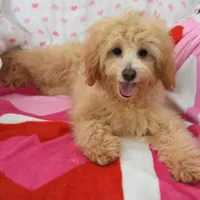 Peony, a female Maltipoo for sale in Nappanee, IN – Photo 1 of 5