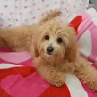 Peony, a female Maltipoo for sale in Nappanee, IN – Photo 5 of 5